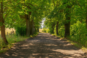 Forest rural road surrounded by trees in summer | Wiejska leśna droga otoczona drzewami letnią porą