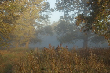autumn in the forest