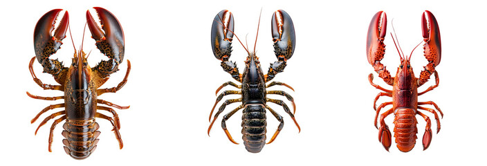 Raw lobster collection on transparent background