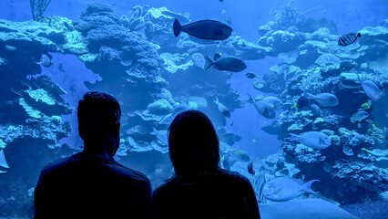 Silhouette of a couple in love in front of aquarium observing fishes