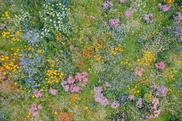 A mesmerizing aerial shot of a meadow filled with diverse wildflowers in an array of colors, showcasing nature's artistry and capturing a sense of joy and vitality.