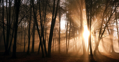 poranna mgła w lesie i promienie słońca