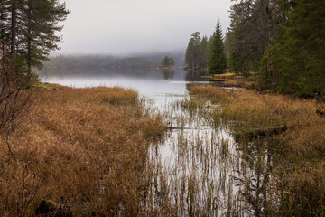 misty morning in the forest