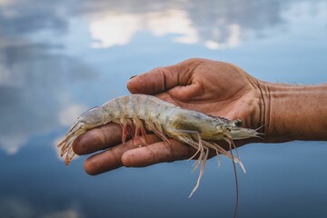 Hand holding shrimp over water