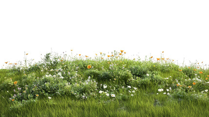 Green meadow with flowers transparent background