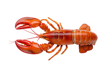 Top view of cooked whole lobster isolated on transparent or white background, png