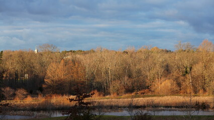 The forest landscape with the sunset sunlight on them in winter 