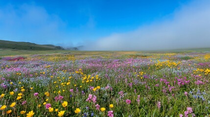 Vibrant wildflowers bloom in a misty meadow under a clear blue sky.