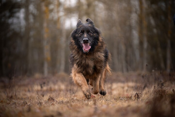 Dorosły pies rasy owczarek niemiecki długowłosy biegnie po łące