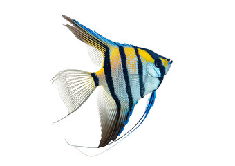Angel fish isolated on a transparent or white background