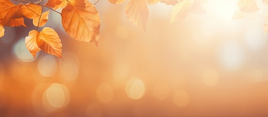 Autumnal background with warm orange and yellow leaves on the left, soft bokeh lights in the center, and a gradient blur filling the right space