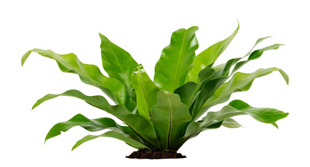 Isolated plant green earth big leaves bush tropical