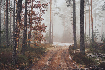 leśna droga,mgła 