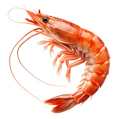 Red cooked prawn or tiger shrimp isolated on transparent background