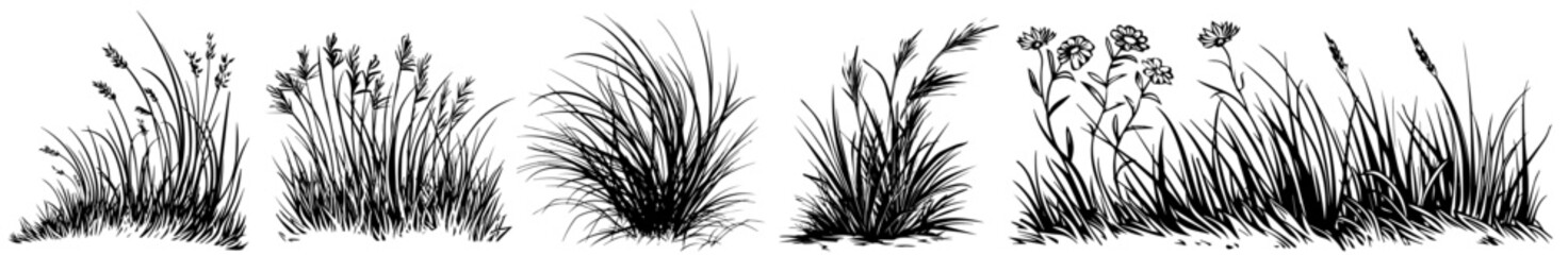 wild grasses and meadow plants sketch collection