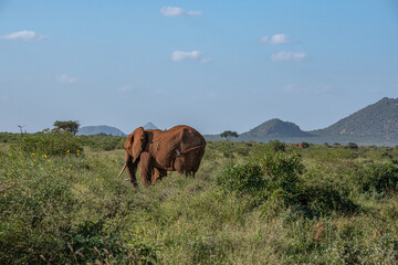 Słoń afrykański (Loxodonta africana), stado spacerujące pomiędzy drzewami i krzewami na sawannie w Park Narodowy Tsavo Easti rezerwat wzgórz Taita, Kenia, Afryka