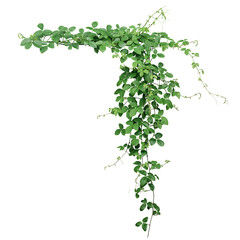 Bush grape or three-leaved wild vine cayratia (Cayratia trifolia) liana ivy plant bush, nature frame jungle border on transparent background