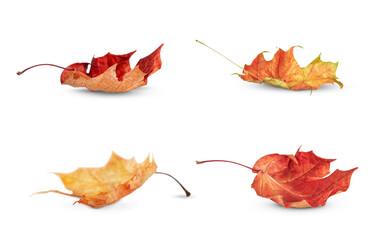 Four autumn fallen maple leaves stand out against a transparent background.