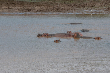 rodzina hipopotamów pływająca w rzece w Kenii
