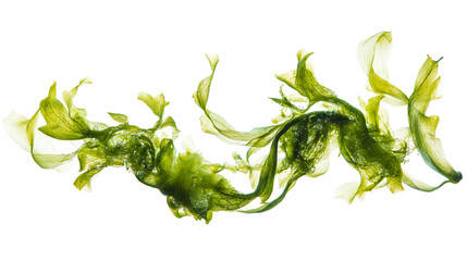 Vibrant Aquarium Seaweed on White Background for Design Projects