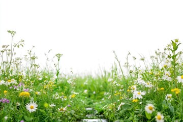 Lush green meadow teeming with wildflowers, daisies, and grasses, isolated on a white background.