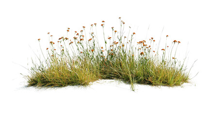 Detailed depiction of meadow grass and flowers isolated against black background