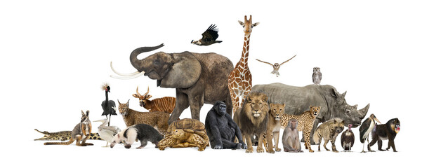 Large group of wild animals posing together on transparent background
