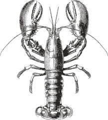 Black and white detailed illustration of a lobster with intricate line art. Vector illustration