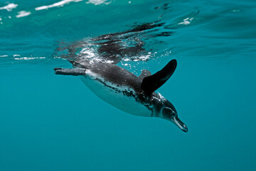 Underwater Shot of a Galapagos Penguin (Spheniscus mendiculus) Diving down from the Surface. Concha de Perla, Isabela Island, Galapagos