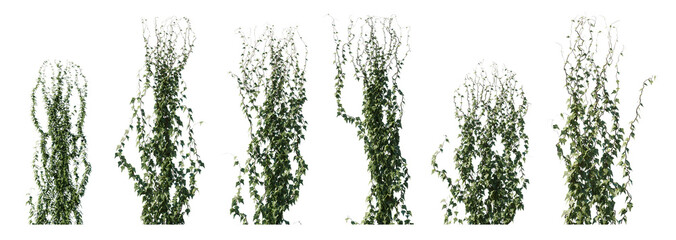 Climbing creeper ivy plant isolated png on a transparent background premium cutout. Creepers branches with ivy leaves, lush climbing plants