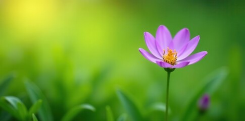Single purple flower, delicate petals, green meadow backdrop , wildflower, petal, landscape