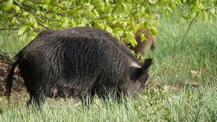 Stado dzików na wolności, na przedmieściach dużego miasta