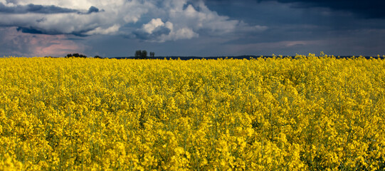 Warmia Kraina Rzepaku 