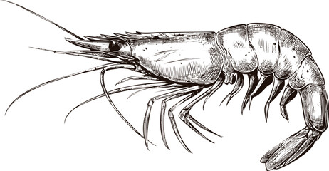 Detailed black and white illustration of a shrimp with intricate textures. Vector illustration