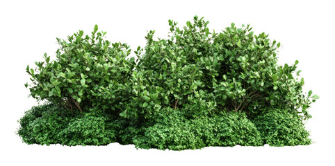 PNG Green garden bushes vegetation background isolated.