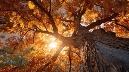 Autumn Glory: The sun peeks through the vibrant canopy of an ancient tree, ablaze with autumn colors, creating a breathtaking view of nature's transformation. 