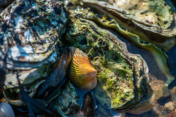 Dense Cluster of Mussels and Clams Along the Coastline