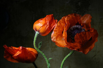 Poppies. Beautiful bright floral background.