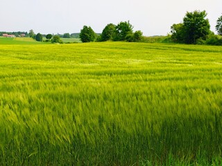 Krajobraz wiejski - pole pszenicy