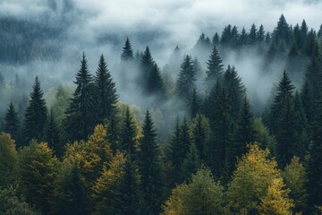 The foggy ambiance of a pine forest is accentuated by the dense morning mist