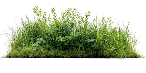 Natural mixed grass and wildflower border featuring various heights of green grasses and small flowering plants, creating wildlife-friendly landscape element