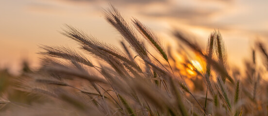 Dry spikelets of wild grass at sunset on summer meadow
