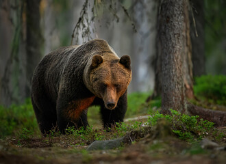 Wild brown bear ( Ursus arctos )