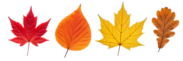 Multicolored autumn leaves in rich red, orange, and yellow hues isolated on a white background. Bright seasonal decor perfect for banners, prints, and fall-themed designs.