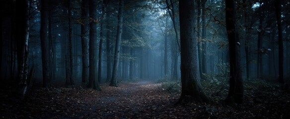 The tranquil forest path shrouded in mysterious fog and deep shadows.