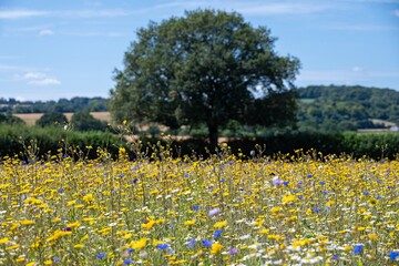 field of British wildflower meadow plants green blue, orange yellow pink with blue sky in the background at Selbourne Hampshire England
