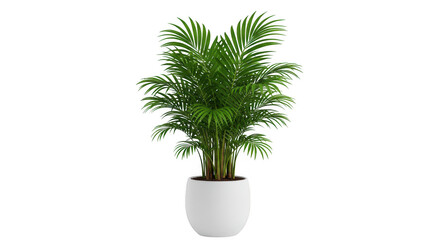 Tall green palm plant in a white pot isolated on transparent background