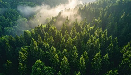Aerial view of a dense evergreen forest with morning mist and sun rays, evoking tranquility and the beauty of untouched wilderness in regions like Canada or Romania