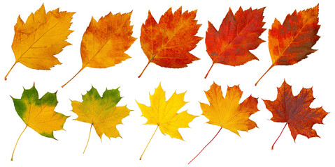 Ten colorful autumn leaves showing changing seasons on transparent background