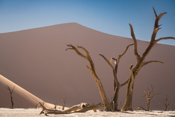 landscape in the desert